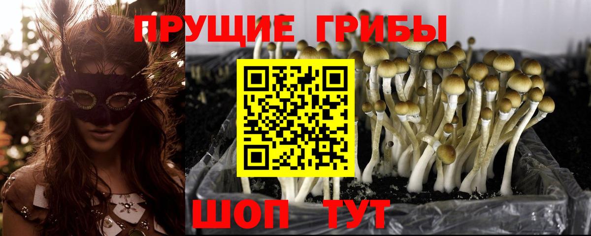 Галлюциногенные грибы Cubensis Артём